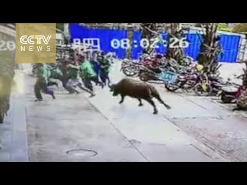 بالفيديو  ثور هائج يهاجم المارة في أحد شوارع الصين