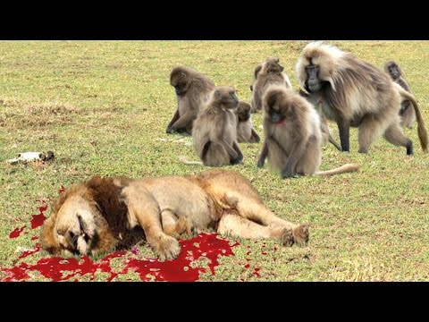 بالفيديو  مواجهات حاسمة و غير متوقعة بين القرود والأسود