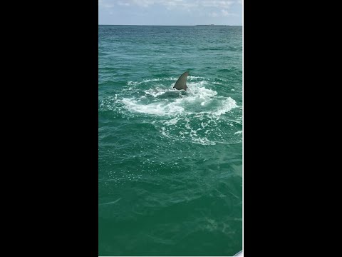 بالفيديو سمكة تهرب من الموت بالقفز فوق قارب الصيادين
