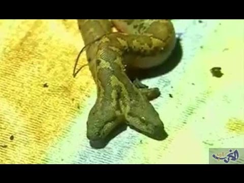 بالفيديو شاهد العثور على أفعى برأسين في حديقة حيوانات هندية