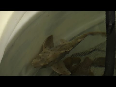 بالفيديو  زحمة اسماك قبالة شواطئ كاليفورنيا