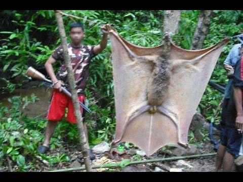 الخفافيش العملاقة مهددة بالانقراض