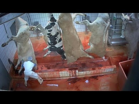 بالفيديو مشاهد صادمة داخل المسالخ الأوروبية في ذبح الحيوانات