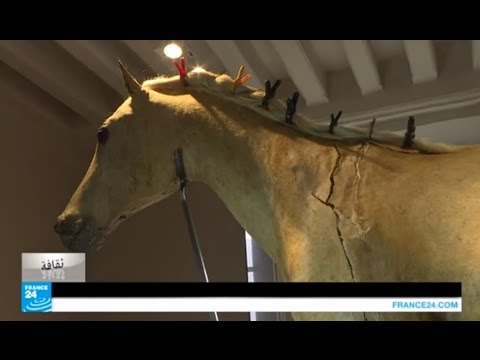 بالفيديو حصان نابليون الأخير قيد الترميم في متحف الجيش في فرنسا