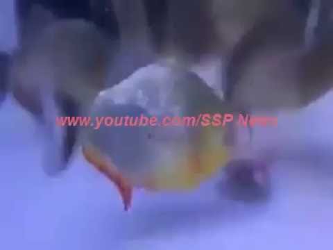 بالفيديو وضع سمكة في حوض بين عدد كبير من الكائنات البحرية