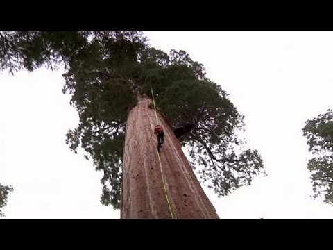 شاهد شجرة السيكويا لمكافحة تغير المناخ