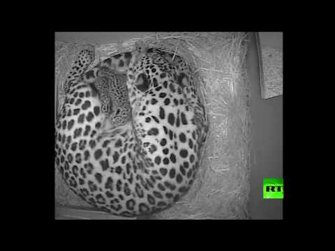 بالفيديو شاهد حديقة الحيوان بريطانية تشهد ولادة 2 من فهود آمور المهددة بالانقراض