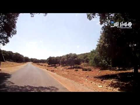 بالفيديو جبال  الأطلس الصغير في المغرب على طرقات غابة البلوط في إفران
