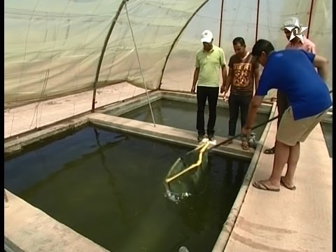 بالفيديو أكبر مشروع في افريقيا لتربية الأسماك بالمياه العذبة في الفقيه بنصالح
