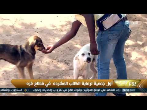 بالفيديو الإعلان عن أول جمعية لرعاية الكلاب المشردة في قطاع غزة