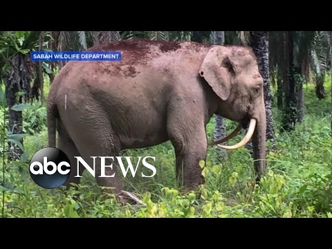 شاهد العثور على فيل قزم نادر فى ماليزيا