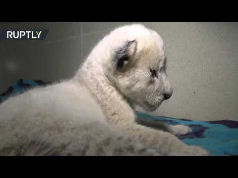 بالفيديو  ولادة شبلين أبرصين في حديقة حيوانات في القرم