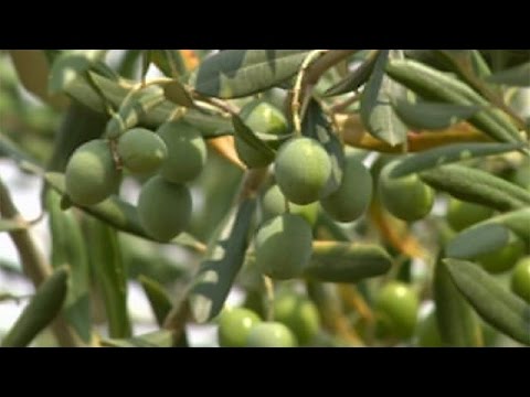 بالفيديو موسم الجفاف يهدد زراعات الزيتون في منطقة فودنيان في كرواتيا