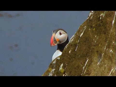 بالفيديو الغوص في المياه الى جانب طيور البافين في ايسلندا
