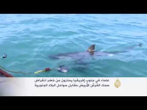 بالفيديو علماء يحذرون من خطر انقراض سمك القرش الأبيض