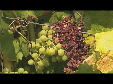 شاهد ارتفاع الحرارة يؤثر على انتاج النبيذ الفرنسي
