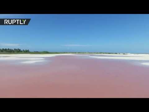 بالفيديو هور على ساحل مكسيكى يضيء باللون الوردي