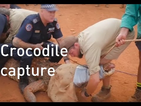 شرطة أستراليا تصطاد تمساح ضخم يهدد حياة السكان