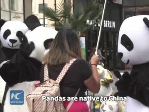 بالفيديو الصين تستعين بحيوان الباندا لتنشيط السياحة