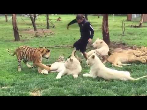 بالفيديو نمر ذكي يحمى رجلاً من هجوم فهد عليه