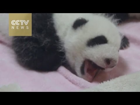 الصين تشارك العالم لحظات تثاؤب الباندا