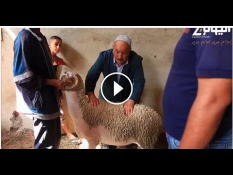 بالفيديو شاهد أغلى خروف في المغرب عام 2016