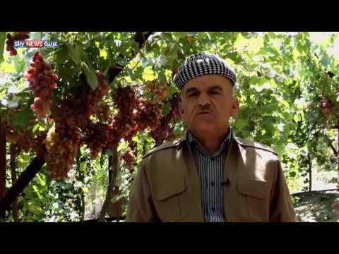 بالفيديو شاهد دهوك الأولى بإنتاج العنب في كردستان