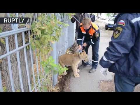 بالفيديو شاهد شبل أسد يتسكع وسط مدينة روسية