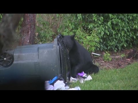 بالفيديو صناديق قمامة خاصة للتخلص من إزعاج الدببة