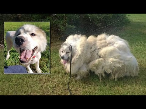 بالفيديو  إزالة 16 كيلوغرامًا من الشعر نمت على جسد كلب