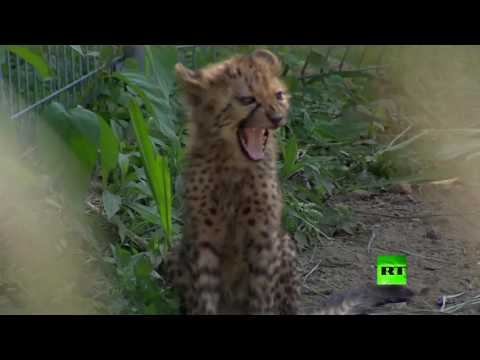 بالفيديو عرض صغار الفهد لزوار حديقة الحيوان