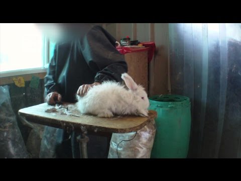 مشاهد صادمة لنزع فراء الأرانب الحية في فرنسا