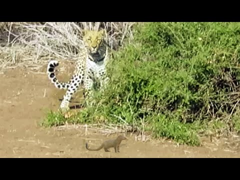 بالفيديو نمر يطارد نمسًا على طريقة توم وجيري