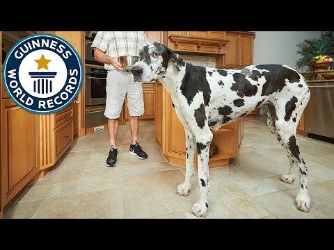 بالفيديو ليزي أطول أنثى كلب في العالم