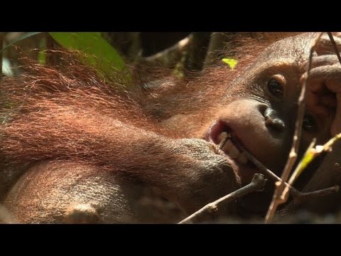 بالفيديو مدرسة خاصة لقردة اورانغوتان في جزيرة بورنيو الاندونيسية