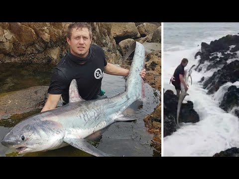 بالفيديو رجل يصطاد سمكة قرش ويعيدها للبحر بيديه