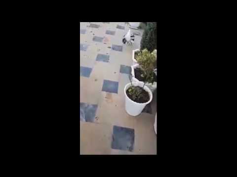 بالفيديو  طائر يقطف وردة لتقديمها إلى حبيبته