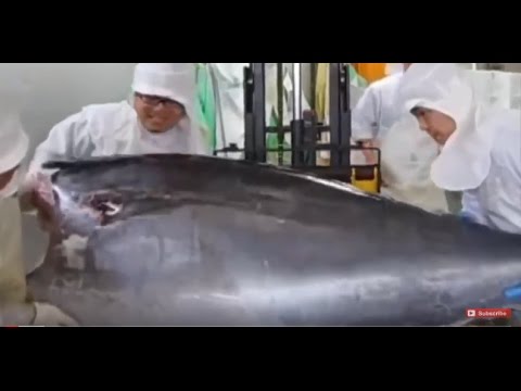 بالفيديو تقطيع سمكة تونة عملاقة للغاية