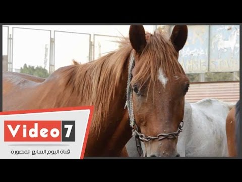 بالفيديو  تعرف على سر نوم الحصان واقفًا طيلة حياته