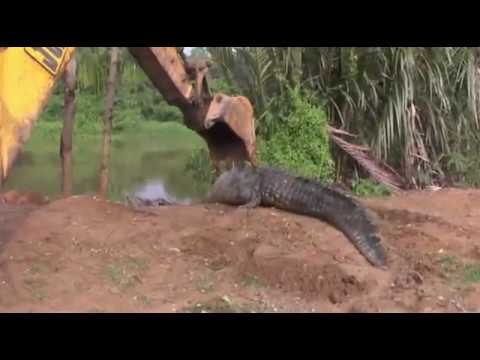 بالفيديو قرويون ينقذون تمساحًا عملاقًا ويعيدونه إلى الماء في سريلانكا
