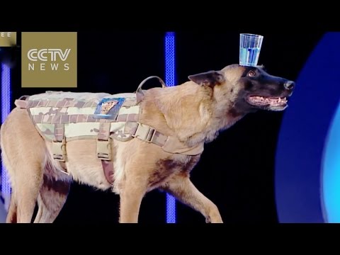 بالفيديو هاري الكلبة الأكثر توازنًا في العالم