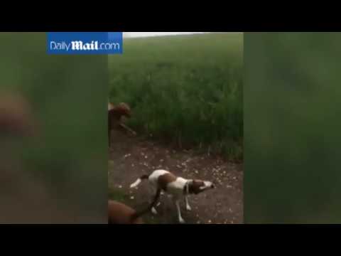 شاهد  كلاب تلهو بالعشب على طريقة الغزلان وسط المروج