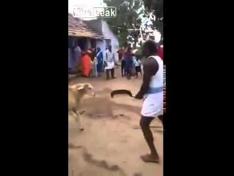 بالفيديو خروف ينتقم من رجل حاول ذبحه