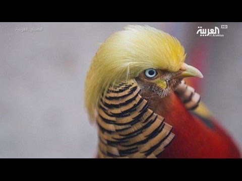 طائر صيني يُشبه ترامب في تسريحة شعره