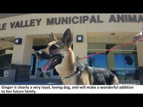 بالفيديو كلبة تهرب من حياة الرفاهية بحثًا عن صديقها المشرد