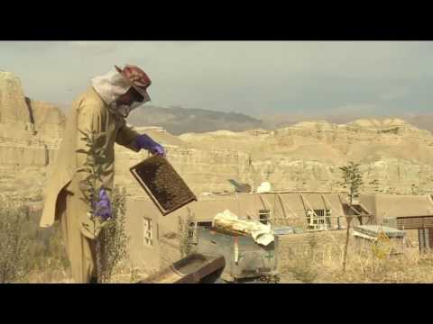 المرأة الأفغانية وشهد العسل يزيل مرار الأيام
