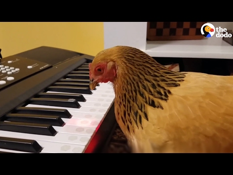 شاهد دجاجة تعزف نشيدًا وطنيًا أميركيًا