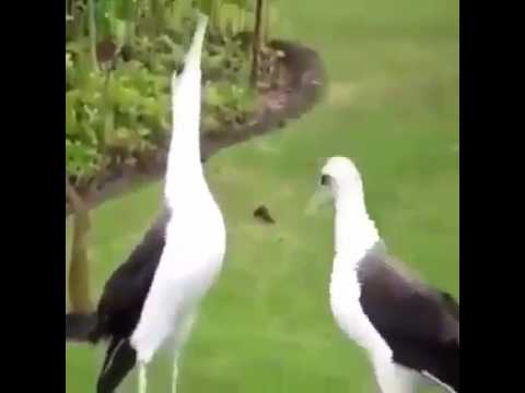 بالفيديو طيور ترقص على نغمات عربية
