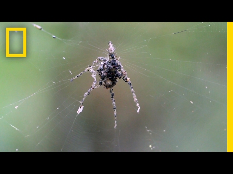 عنكبوت يبني مجسمًا ضخمًا لنفسه من جثث فرائسه