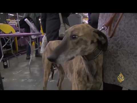 بالفيديو  كلاب نيويورك تتسابق للفوز بألقاب في الجمال